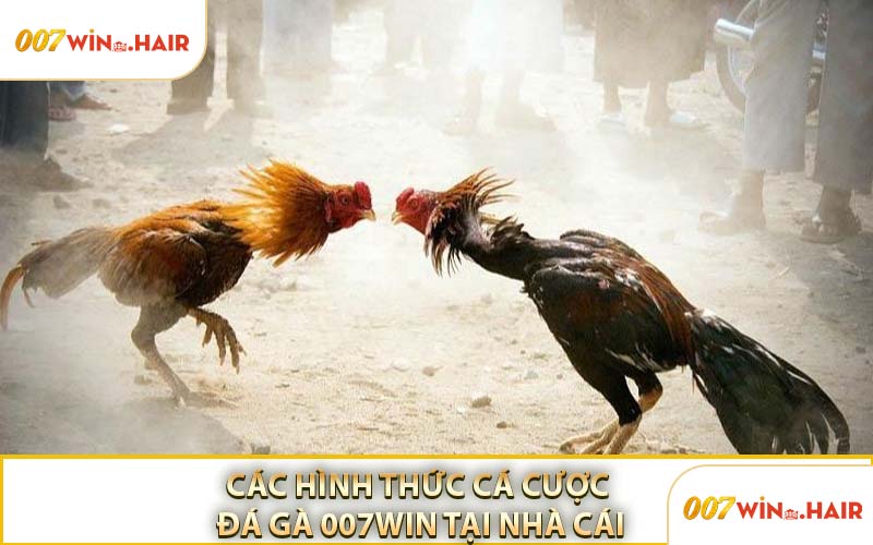 Các Hình Thức Cá Cược Đá Gà 007WIN Tại Nhà Cái