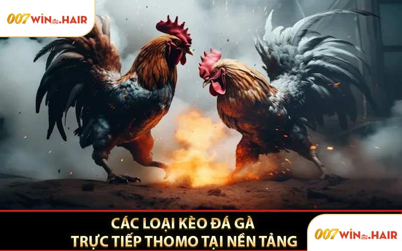 Các Loại Kèo Đá Gà Trực Tiếp Thomo Tại Nền Tảng