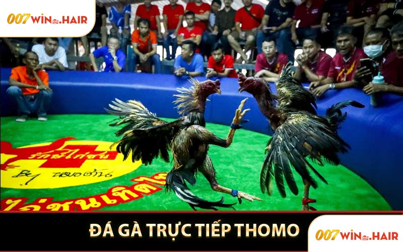 Đá Gà Trực Tiếp Thomo