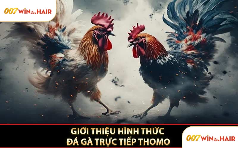 Giới Thiệu Sơ Về Hình Thức Đá Gà Trực Tiếp Thomo