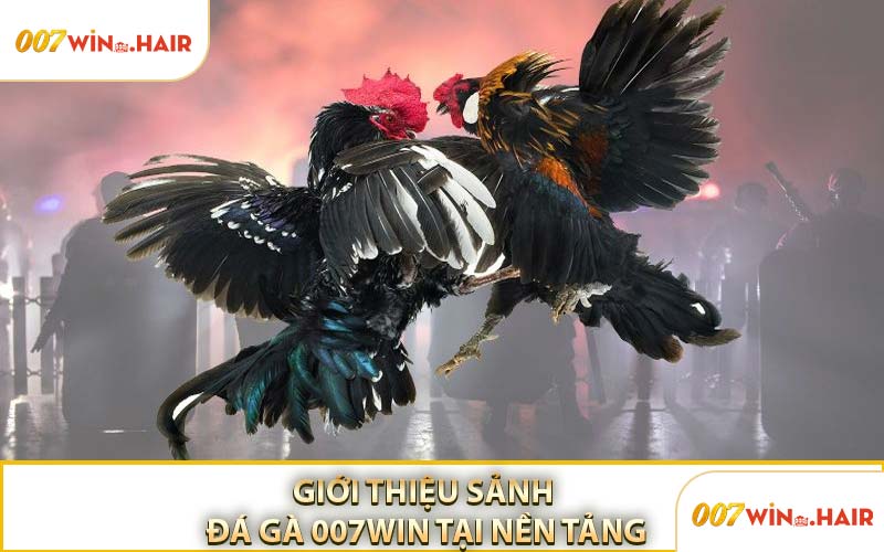 Giới Thiệu Sảnh Đá Gà 007WIN Tại Nền Tảng