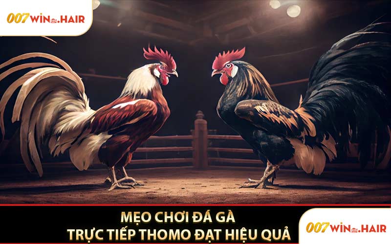 Mẹo Chơi Đá Gà Trực Tiếp Thomo Đạt Hiệu Quả
