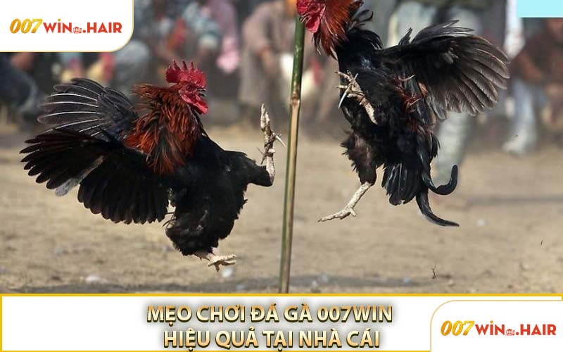 Mẹo Chơi Đá Gà 007WIN Hiệu Quả Tại Nhà Cái